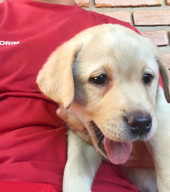 Filhote de labrador misturado clearance
