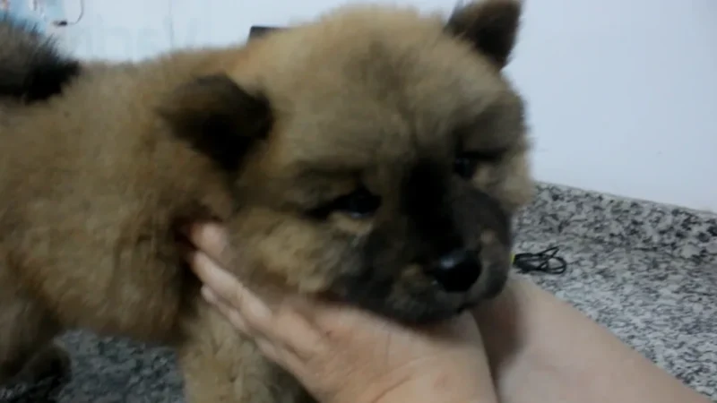 Quer levar seu pet à praia? Também é preciso se preocupar com a saúde animal
