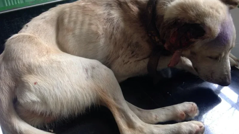Crescem denúncias por maus tratos a animais