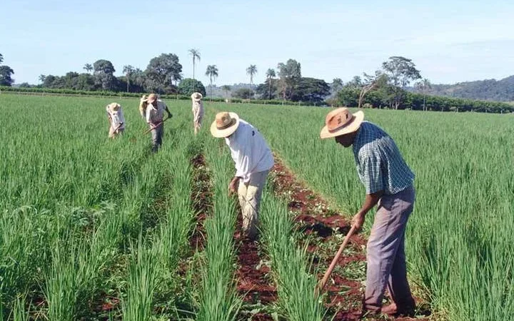 Trabalhadores rurais celebram seu dia com festa
