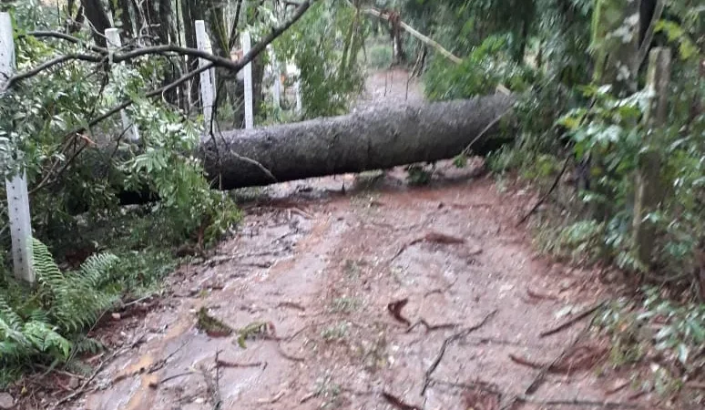 São Miguel do Oeste teve obstruções por queda de árvores