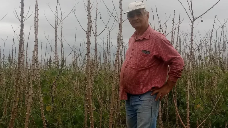 Safra da mandioca termina na Semana do Agricultor