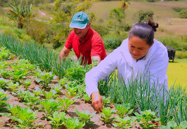 Pelo Estado:Fiscalização e controle para minimizar danos com agrotóxicos