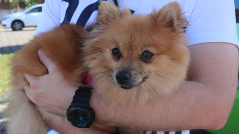 Município prepara novo mutirão de castração de animais