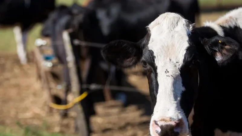 Dia de campo com novidades na bovinocultura