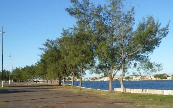 Casuarinas serão retiradas da beira mar de Baln. Gaivota