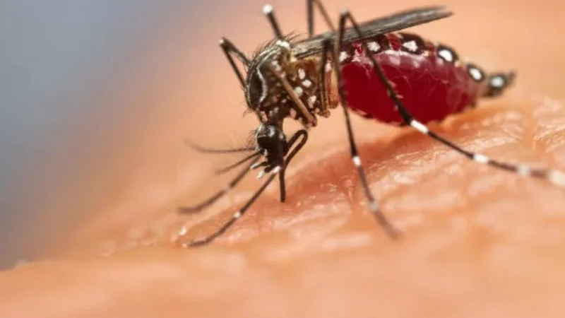 Dengue cresce 600% no Brasil