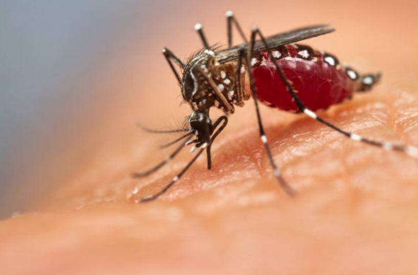 Dengue cresce 600% no Brasil