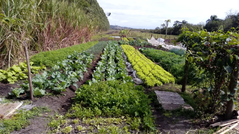 Agricultores de Baln. Gaivota recebem suporte técnico