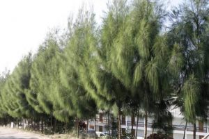 Casuarina