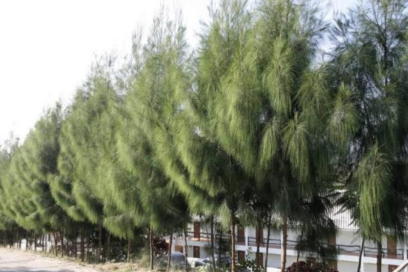 Casuarina