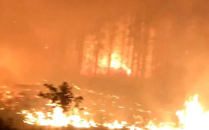 Incêndio queima mais de dois hectares de árvores em Balneário Gaivota