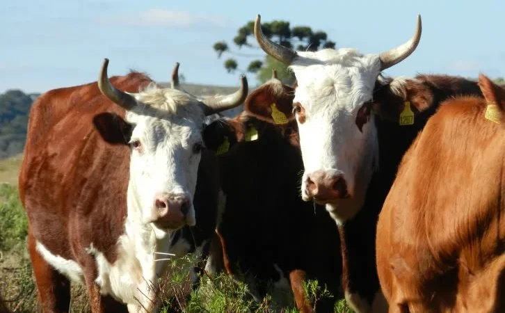 SC muda regras para o ingresso de bovinos e búfalos