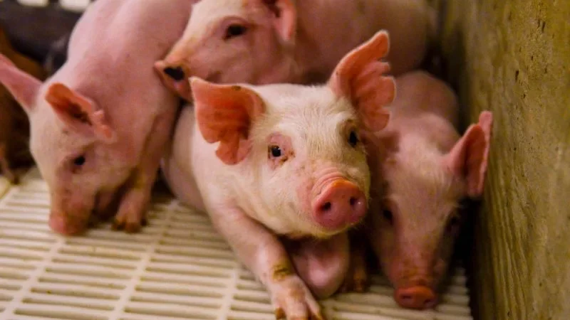 Exportações de carne suína atingem 53,234 mil t em julho