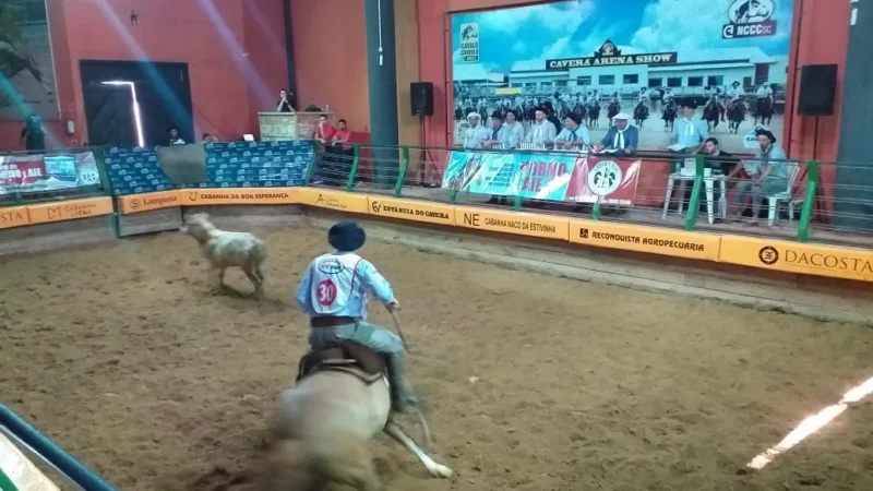 Qualificação para Expointer: Araranguá tem credenciadora de Cavalos Crioulos