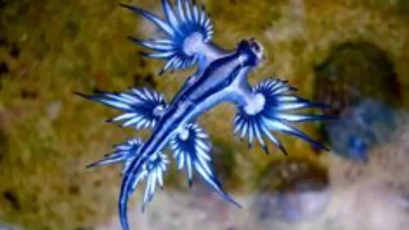 ONG ALERTA SOBRE APARECIMENTO DE DRAGÃO AZUL NAS PRAIAS DO LITORAL SUL