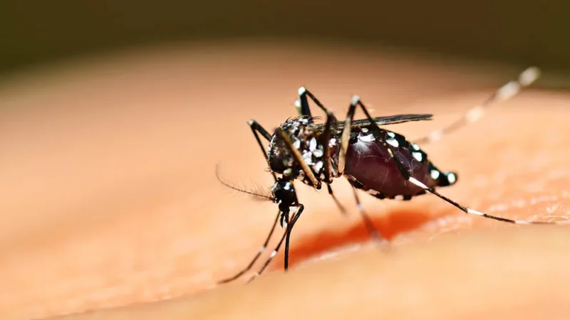Primeiro caso confirmado: enquanto se olha o coronavírus, chega a dengue