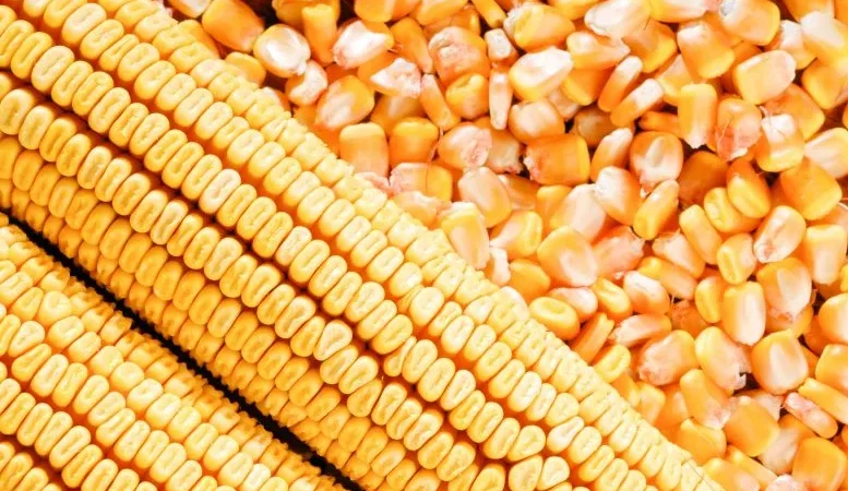 Brasil pode se tornar maior produtor mundial de milho, diz frente parlamentar