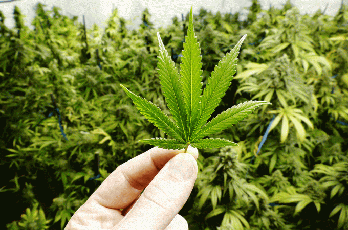 Coronavírus bloqueia rotas do tráfico de drogas e dificulta distribuição