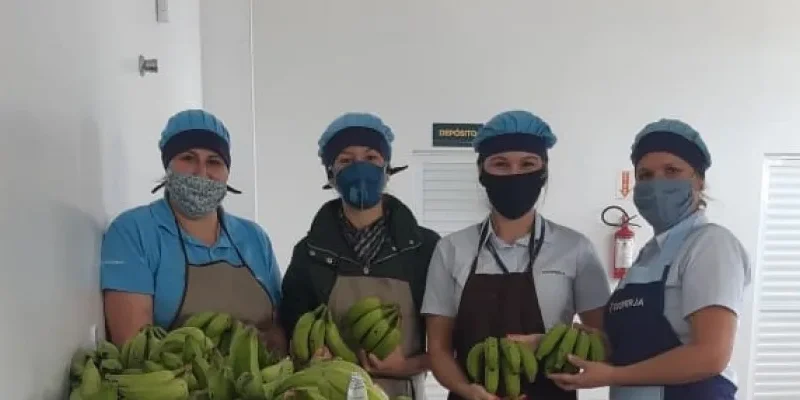 Cooperja e Epagri doam Biomassa de banana-verde para instituições da região