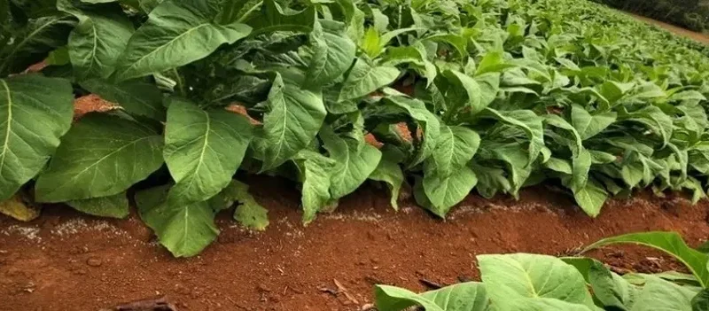 Produtores rurais poderão renegociar contrato do Programa Nacional do Crédito Fundiário