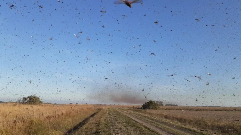 Nuvem de gafanhotos está a 130 km do Brasil e do Uruguai, diz governo da Argentina