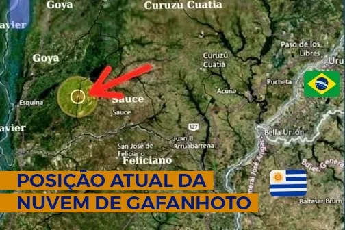 Nuvem de gafanhotos permanece na Argentina e se afasta da fronteira com o Brasil