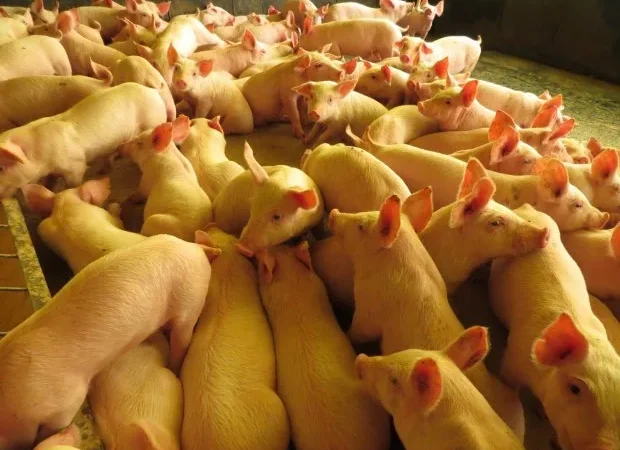 Publicações da Epagri mostram resultados do agronegócio catarinense em 2019