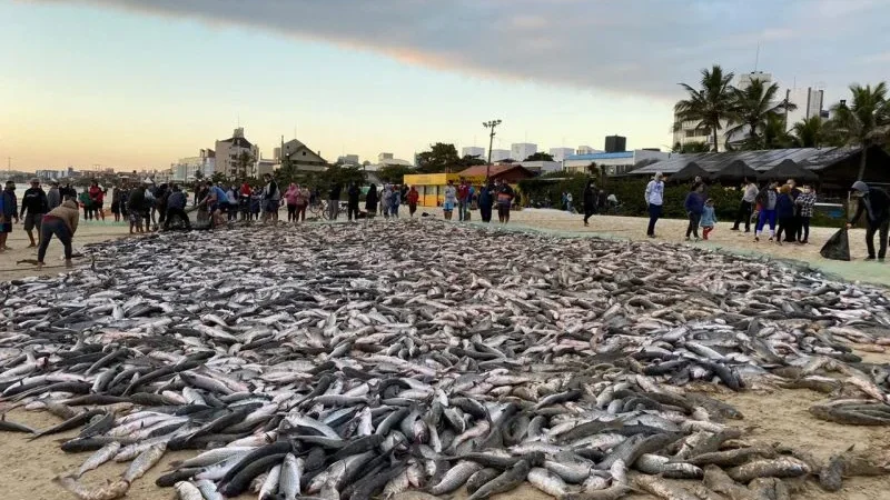 SC captura 550 toneladas de tainha em maio