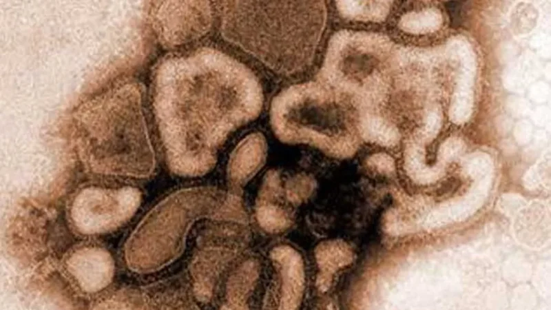 Novo vírus da gripe com ‘potencial pandêmico’ é encontrado na China
