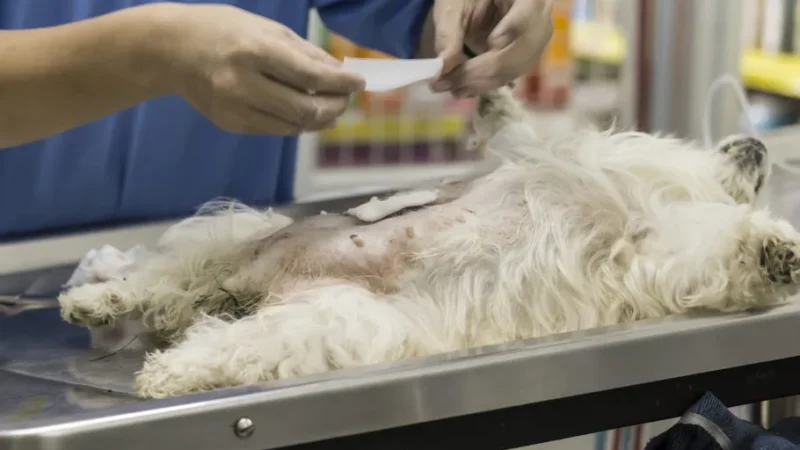 Arroio promove mutirão de castração animal na sexta-feira