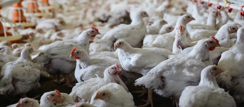 Sistema de compartimentação abre portas para a avicultura catarinense em mercados exigentes