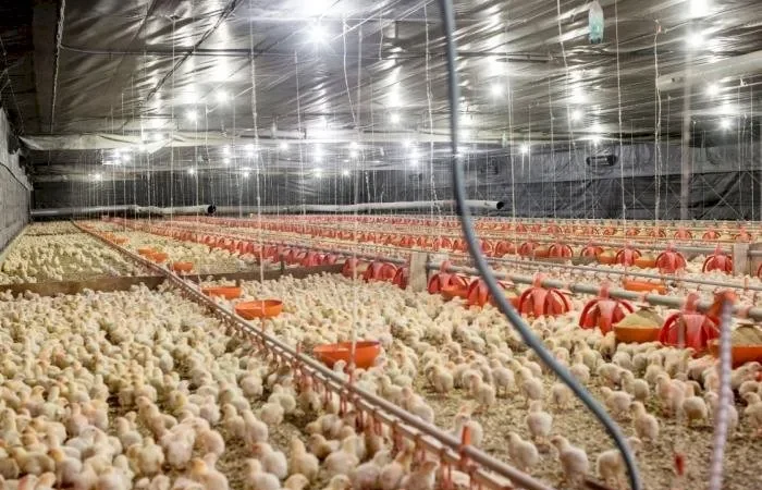 PIB agropecuário deve encerrar o ano com alta de 1,9%, segundo Ipea