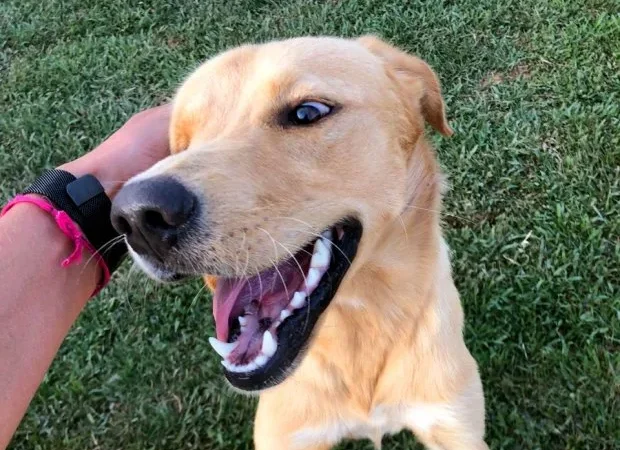 Protetora pede ajuda para cuidar de quase 40 cachorros