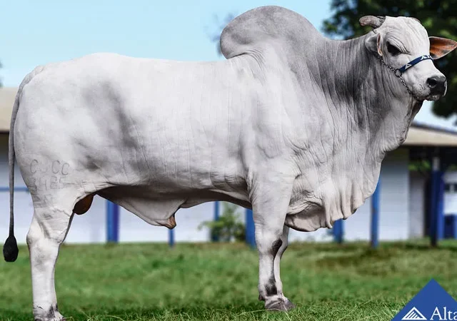 Justiça condena dono de touro que invadiu propriedade e fecundou as vacas do vizinho