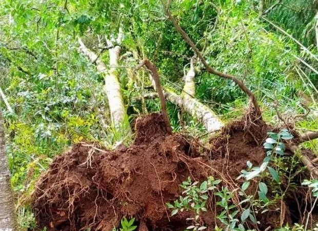 Consema aprova reaproveitamento das árvores derrubadas pelos tornados em SC