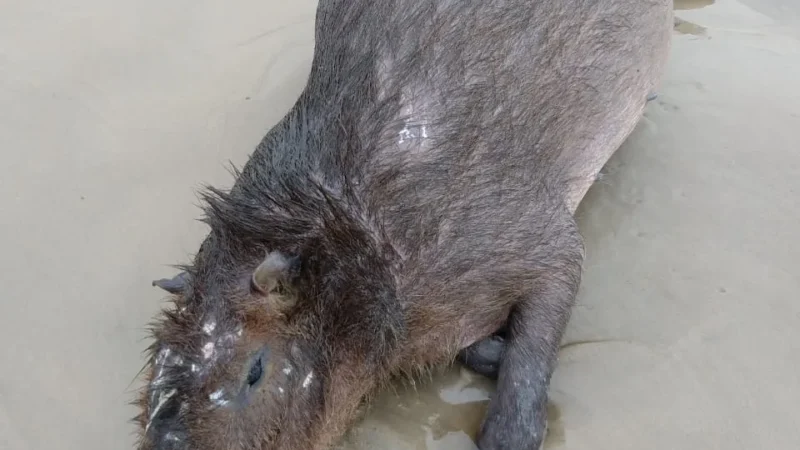 Polícia Ambiental investiga morte de capivara no Arroio do Silva