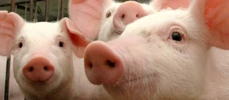 Custos de produção de suínos e de frangos de corte já subiram mais de 25% em 2020