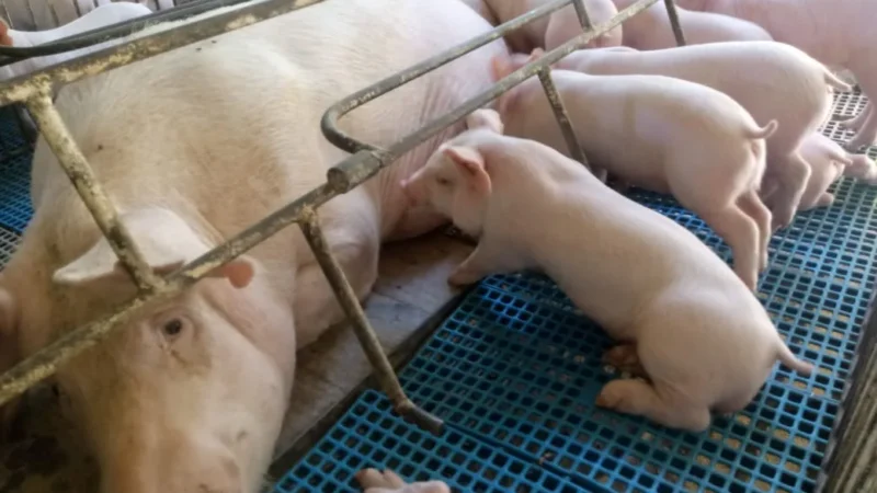 Portaria cria novo documento para agricultor familiar acessar o Pronaf
