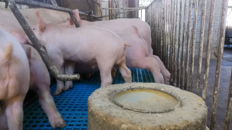 Agro brasileiro deve seguir crescendo em 2021, mas clima e dólar instável preocupam