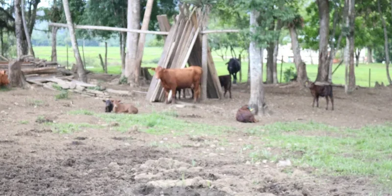 Nascem os primeiros bezerros do projeto de inseminação artificial da Cooperja