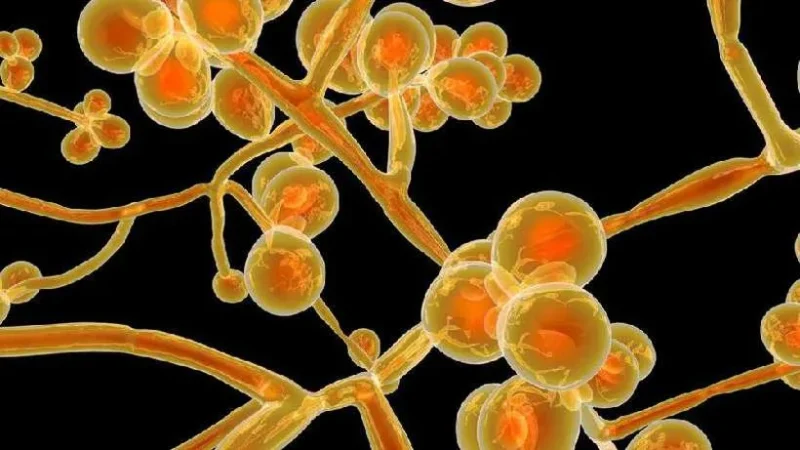 Anvisa publica alerta de risco após confirmar caso de Candida auris