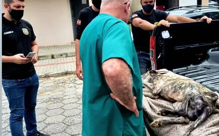 Polícia Civil resgata animal em estado de maus tratos no Turvo