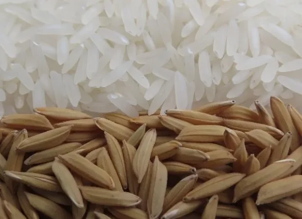 Epagri lança novo cultivar de arroz nesta sexta-feira, dia 19