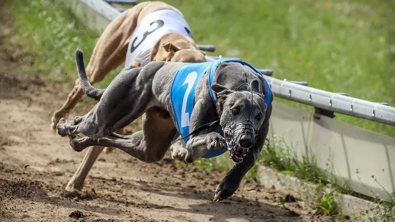 EXCLUSIVO: Polícia prende homens e resgata cães em corrida ilegal em Araranguá