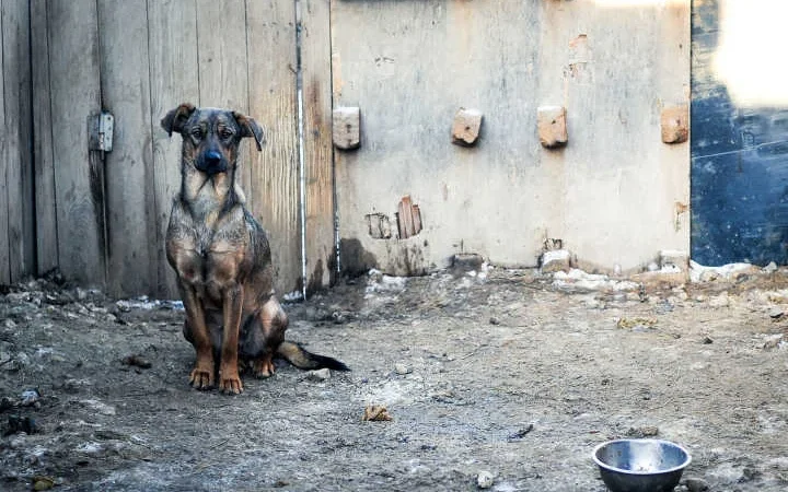 Fama promove campanha para abrigar animais do frio