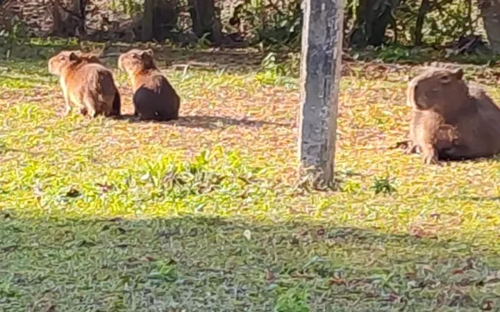 Capivaras aproveitam habitat natural na Lagoa da Serra