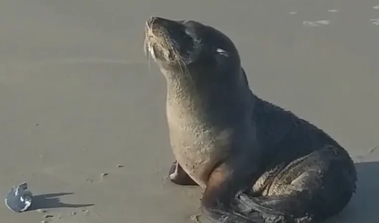 Meio Ambiente de Balneário Gaivota monitora filhote de lobo-marinho-sul-americano