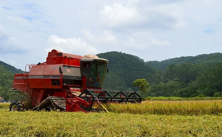 Arroz teve alta na produtividade