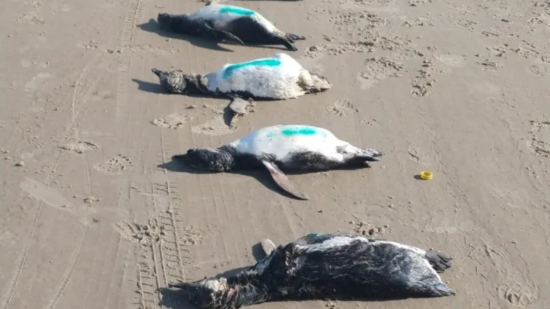 Em monitoramento ONG registra 59 pinguins mortos no litoral Sul de SC